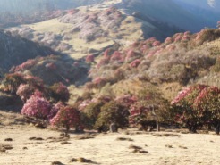Solukhumbu Trek April/May 2016 - Rhododendrons galore