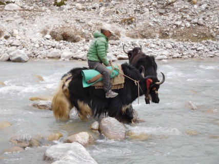 Solukhumbu Trek April/May 2016 - Pema and his yaks cross the river